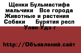 Щенки Бульмастифа мальчики - Все города Животные и растения » Собаки   . Бурятия респ.,Улан-Удэ г.